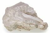 Bargain, Fossil Oreodont (Leptauchenia) Skull - South Dakota #249280-4